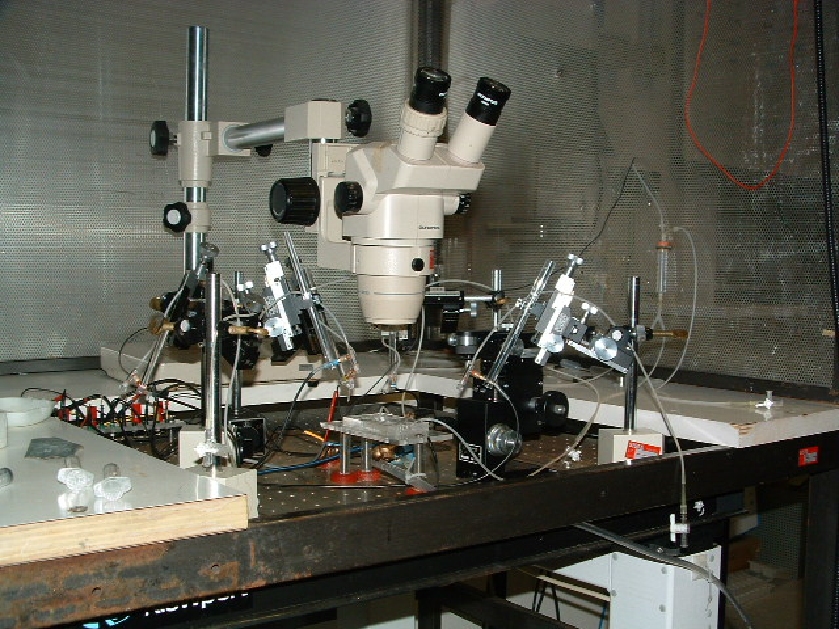 foto microscopio